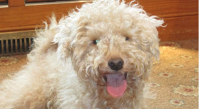 Video of the Day: Something My Dog Does When Wearing Pants